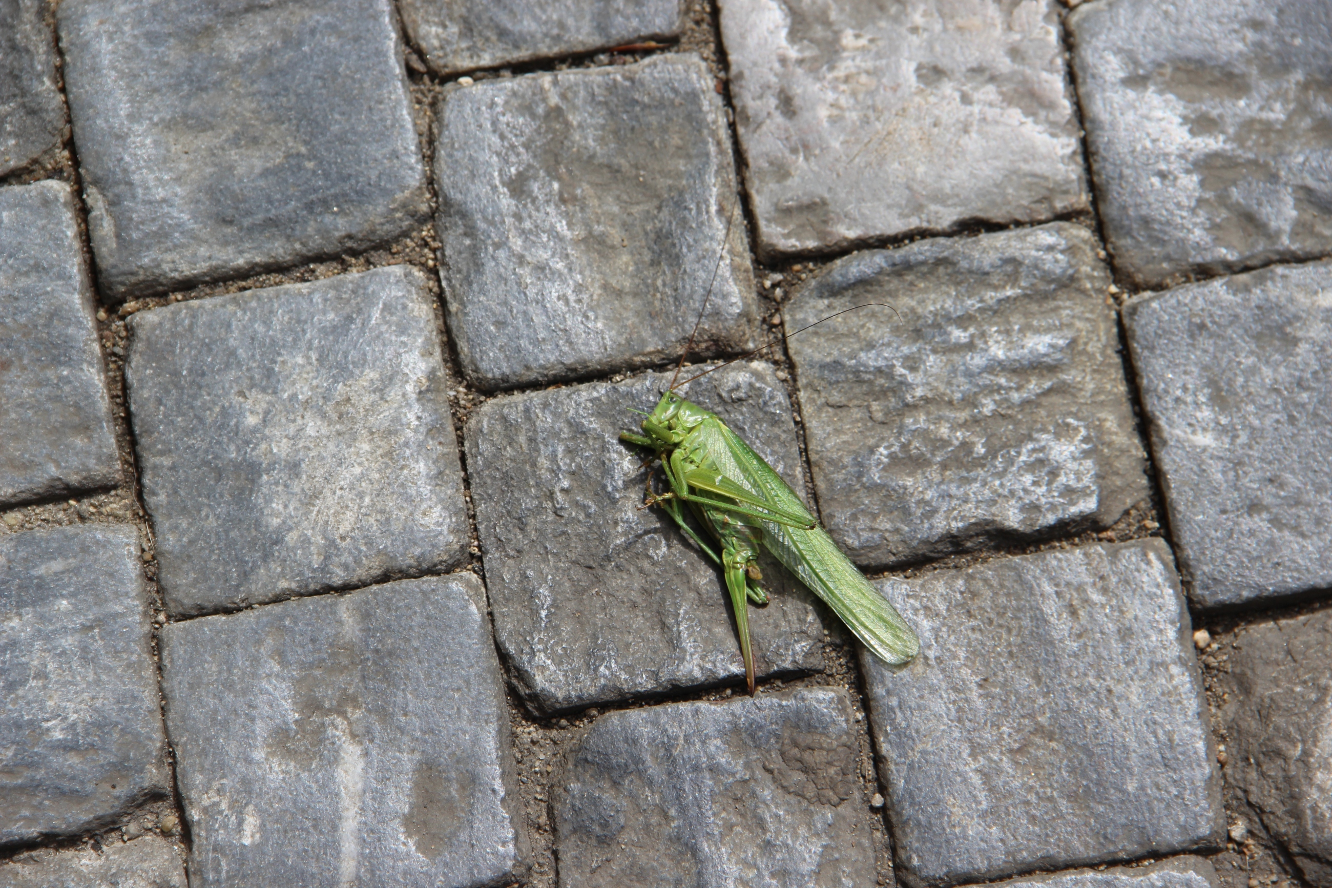 Foto: Eine grasgrüne Heuschrecke liegt seitlich auf Pflastersteinen.